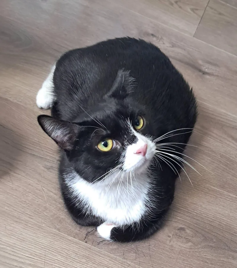 Ms. Tux thumbnail 2