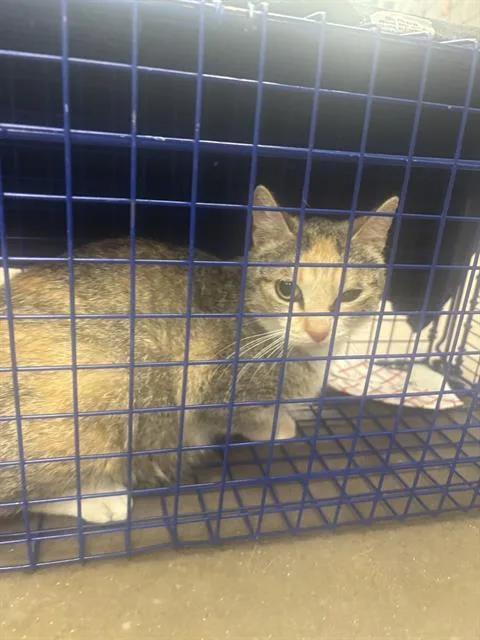 A young large-sized female Domestic Short Hair cat named Rosemary for adoption in Dallas, TX