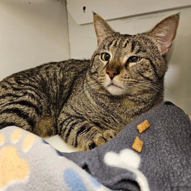 Norm Macdonald thumbnail 2