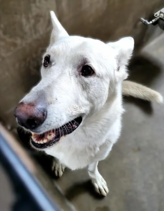A young large-sized male German Shepherd Dog dog named Mario for adoption in Van Nuys, CA