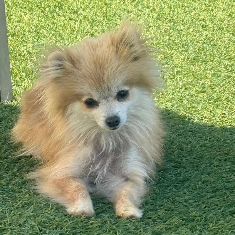 An adult small-sized female White / Cream Pomeranian dog named Sheila for adoption in Northbrook, IL