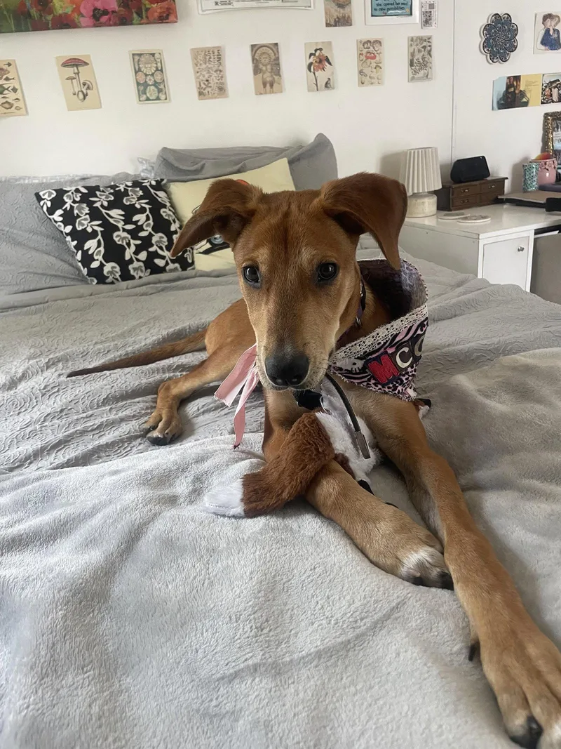 A young medium-sized female Hound dog named Mickey for adoption in McKinney, TX