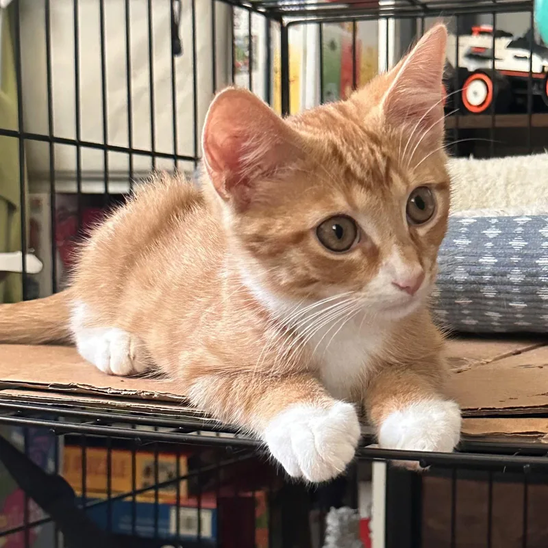 A young medium-sized male Orange / Red Domestic Short Hair cat named FreddieMac for adoption in Locust Grove, VA