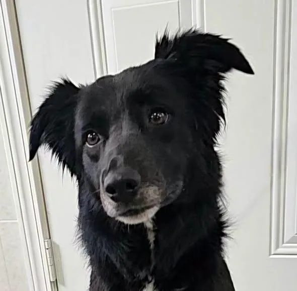 An adult medium-sized female Black Australian Shepherd dog named Miss Dakota for adoption in Hoopeston, IL