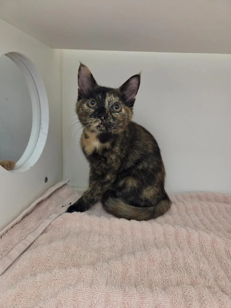 A baby small-sized female Domestic Short Hair cat named Carly for adoption in Oxford, NC