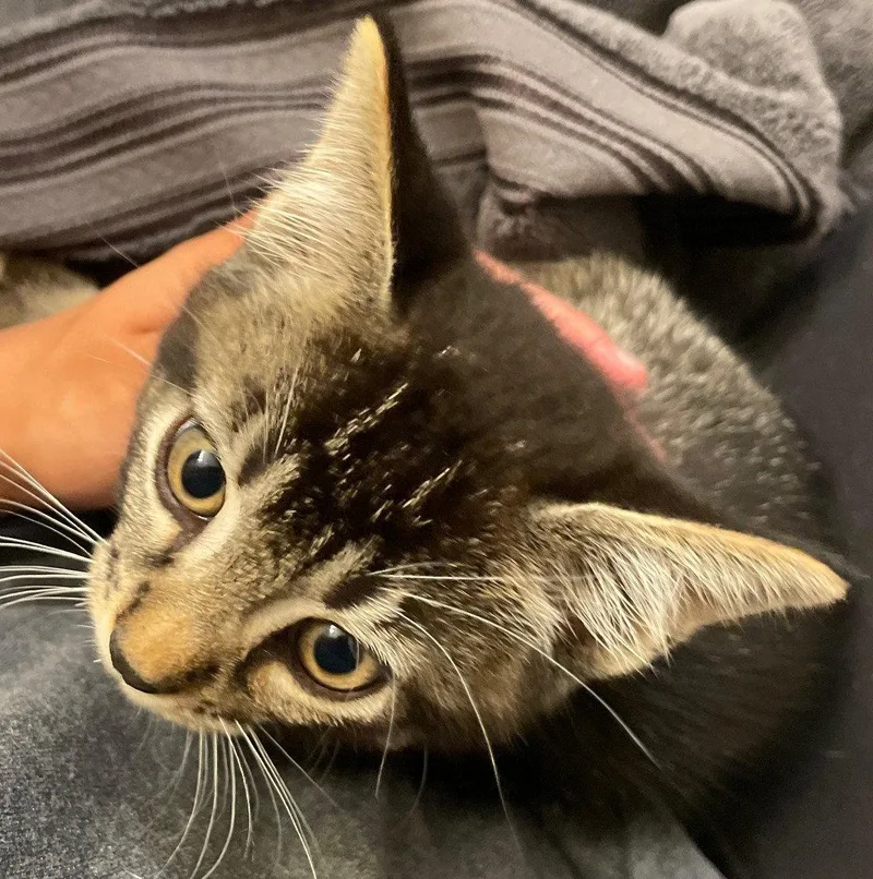 A baby medium-sized male Tabby cat named Merlin for adoption in Island Lake, IL
