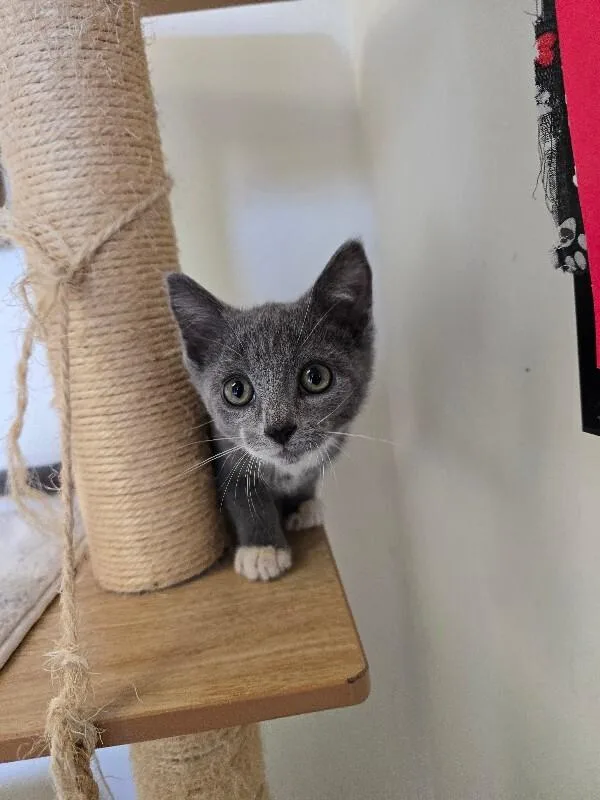 A young medium-sized male Domestic Short Hair cat named Boots for adoption in Cortland, NY