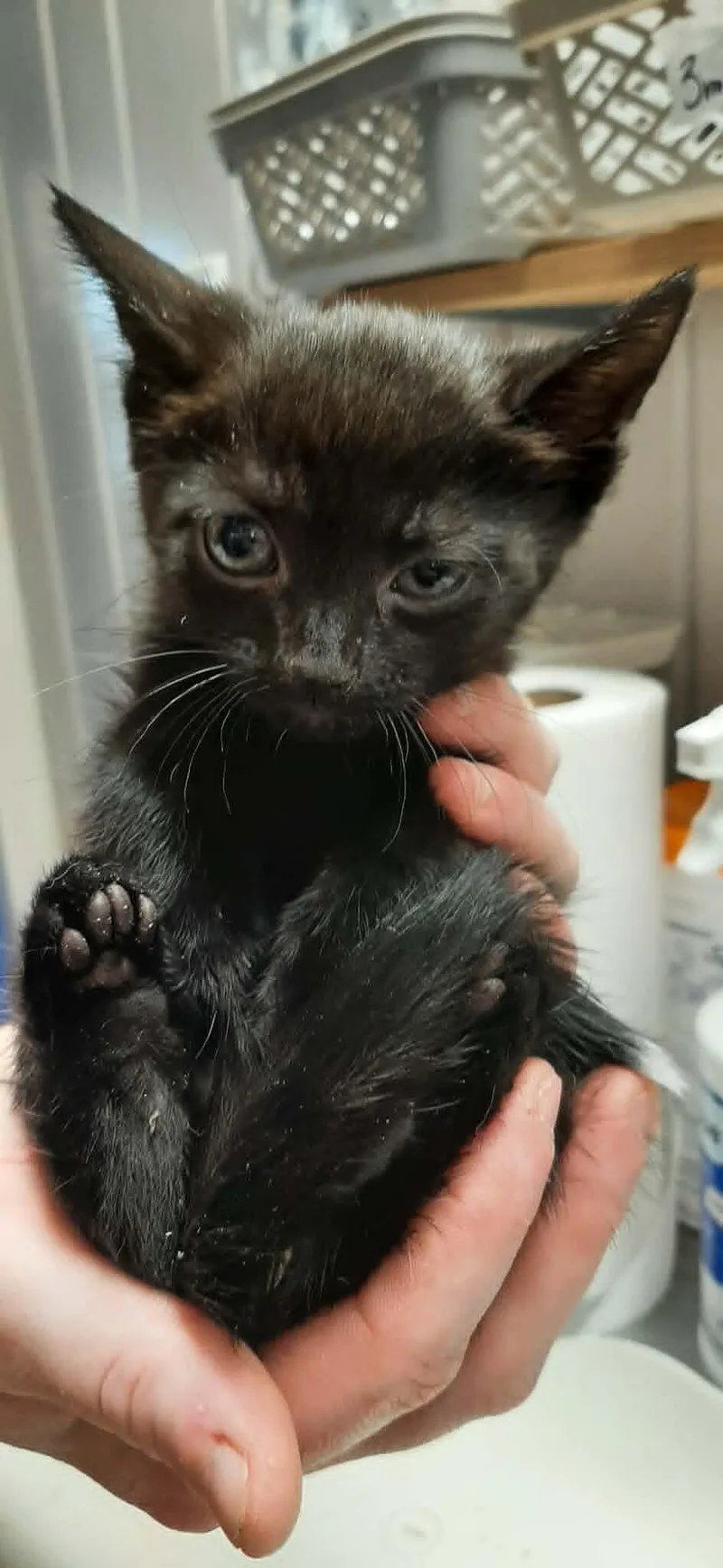 A baby medium-sized male Black Devon Rex cat named Grumpy for adoption in Georgetown, OH