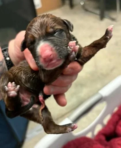 A baby medium-sized female Blue Lacy dog named Charlotte for adoption in Lampasas, TX