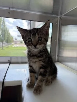 A baby small-sized male Domestic Short Hair cat named Sherlock for adoption in Westland, MI