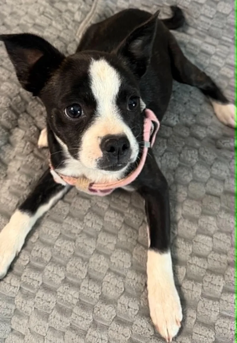 A baby small-sized female Boston Terrier dog named Betsy for adoption in Hop Bottom, PA