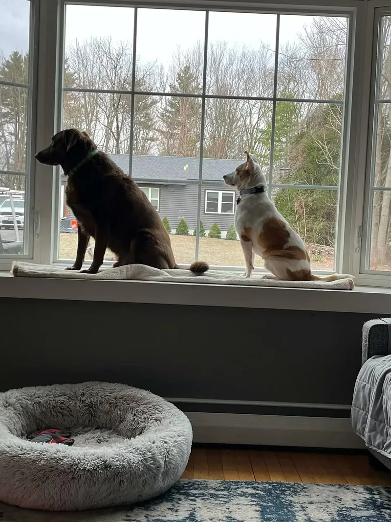 Gemma  In Maine thumbnail 2