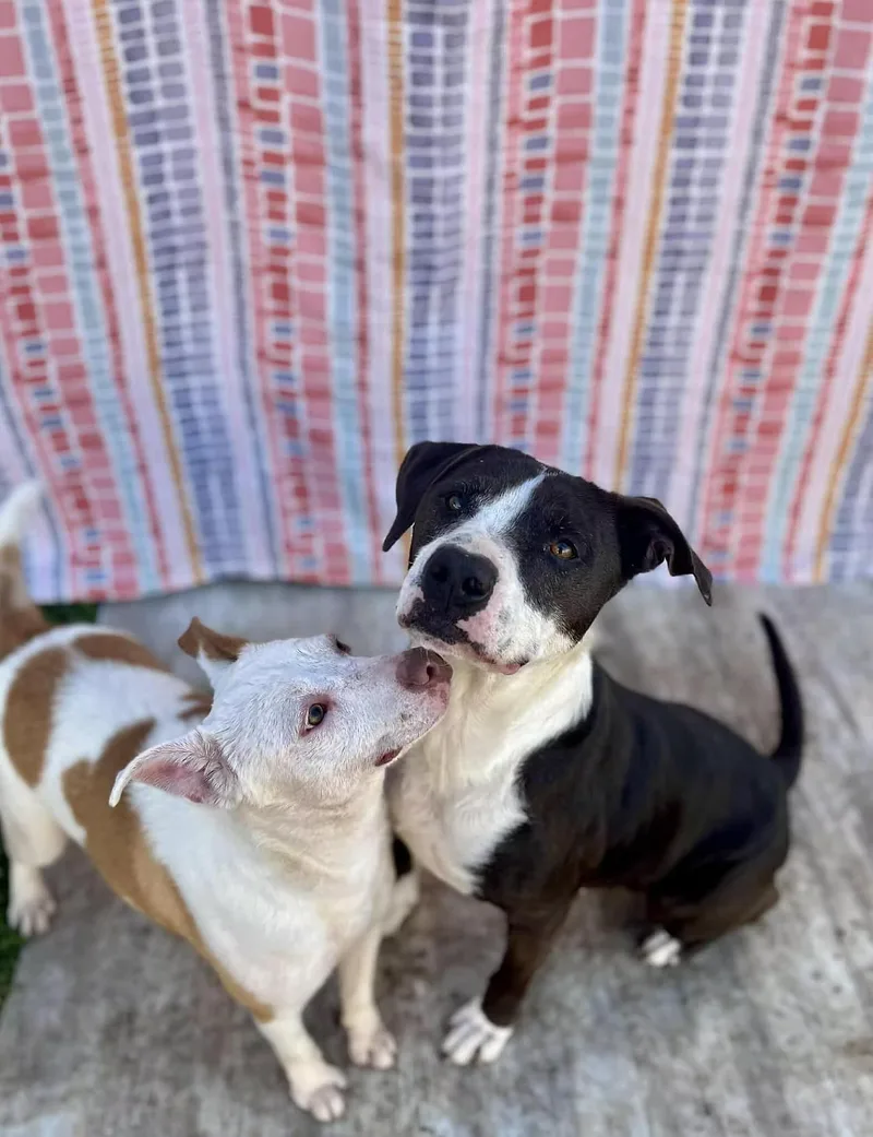 Gemma  In Maine thumbnail 3