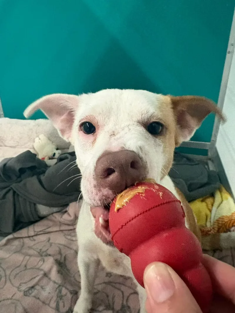 Gemma  In Maine thumbnail 4