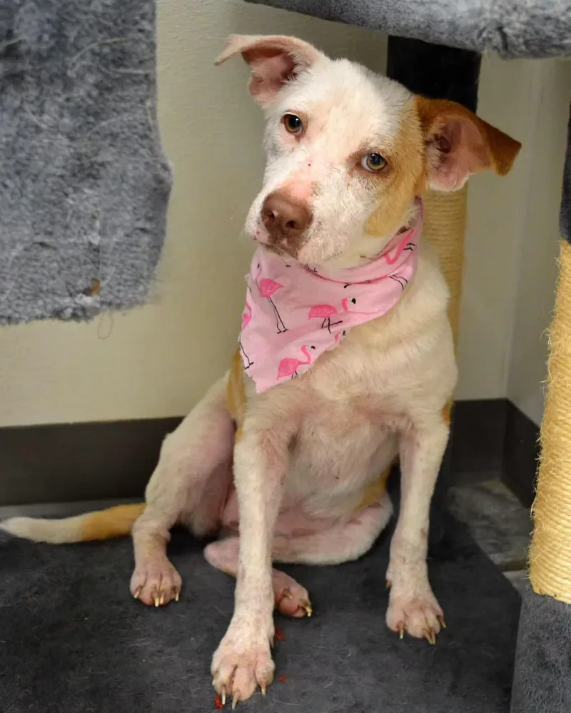 Gemma  In Maine thumbnail 5