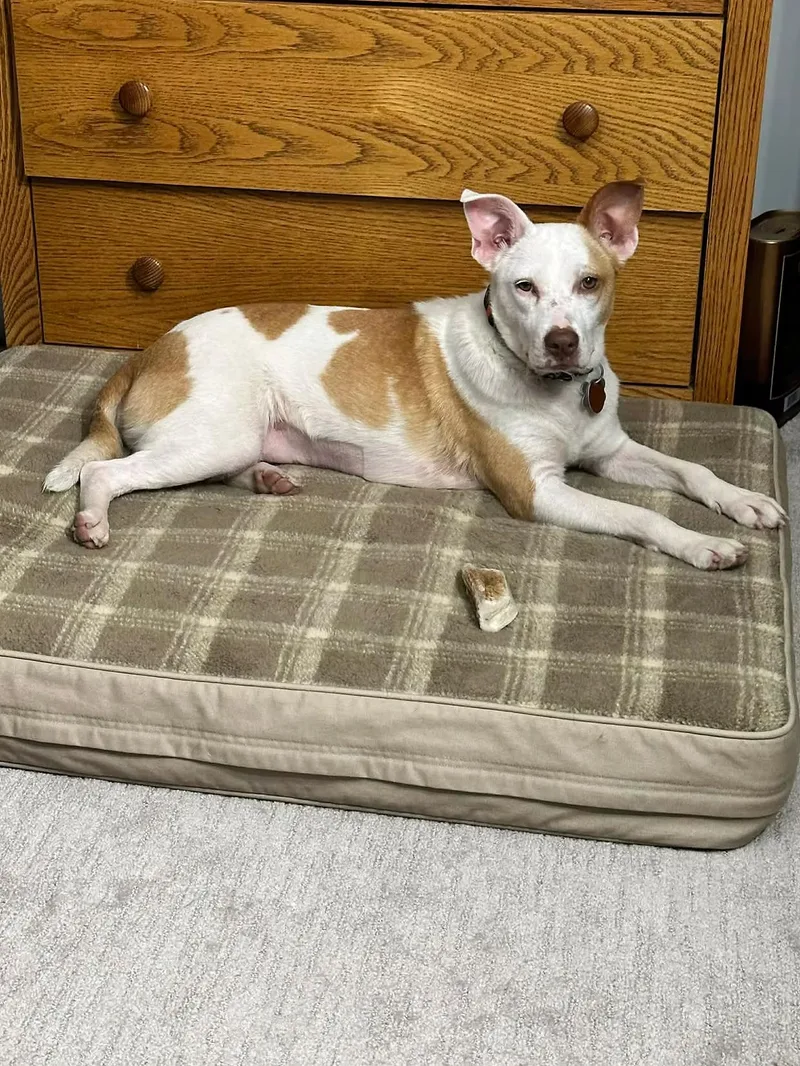 Gemma  In Maine thumbnail 6