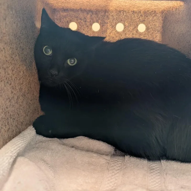 A baby extra large-sized female Black Domestic Short Hair cat named Luca for adoption in Pasadena, CA