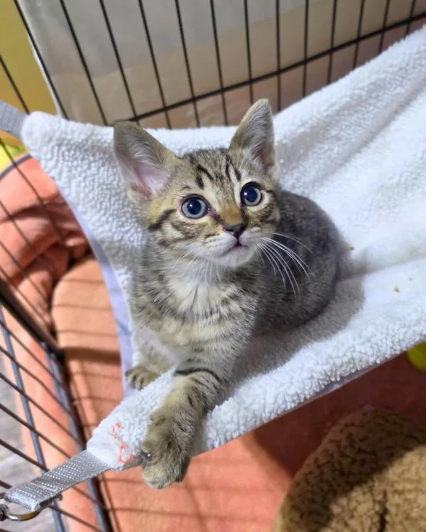 A baby small-sized male Domestic Short Hair cat named Jellybean for adoption in Novato, CA