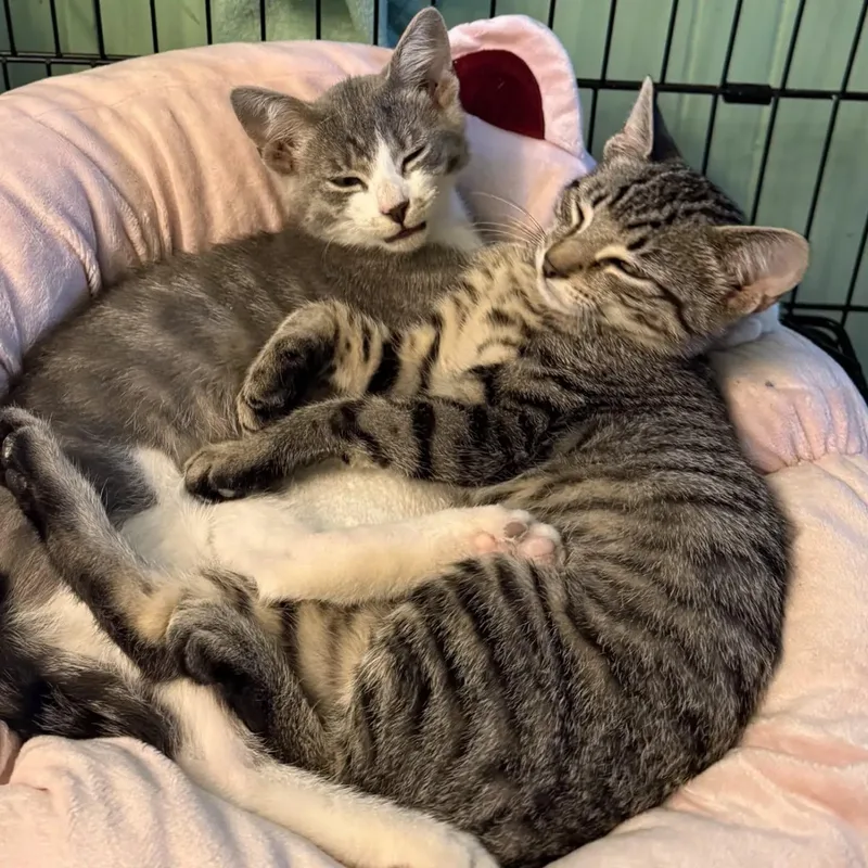 A baby large-sized male Tabby (Brown / Chocolate) Domestic Short Hair cat named Rocket and Spark for adoption in HANSON, MA