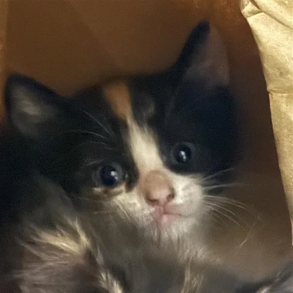 A baby small-sized female Brown / Chocolate Domestic Short Hair cat named Yurtle for adoption in Jacksonville, FL