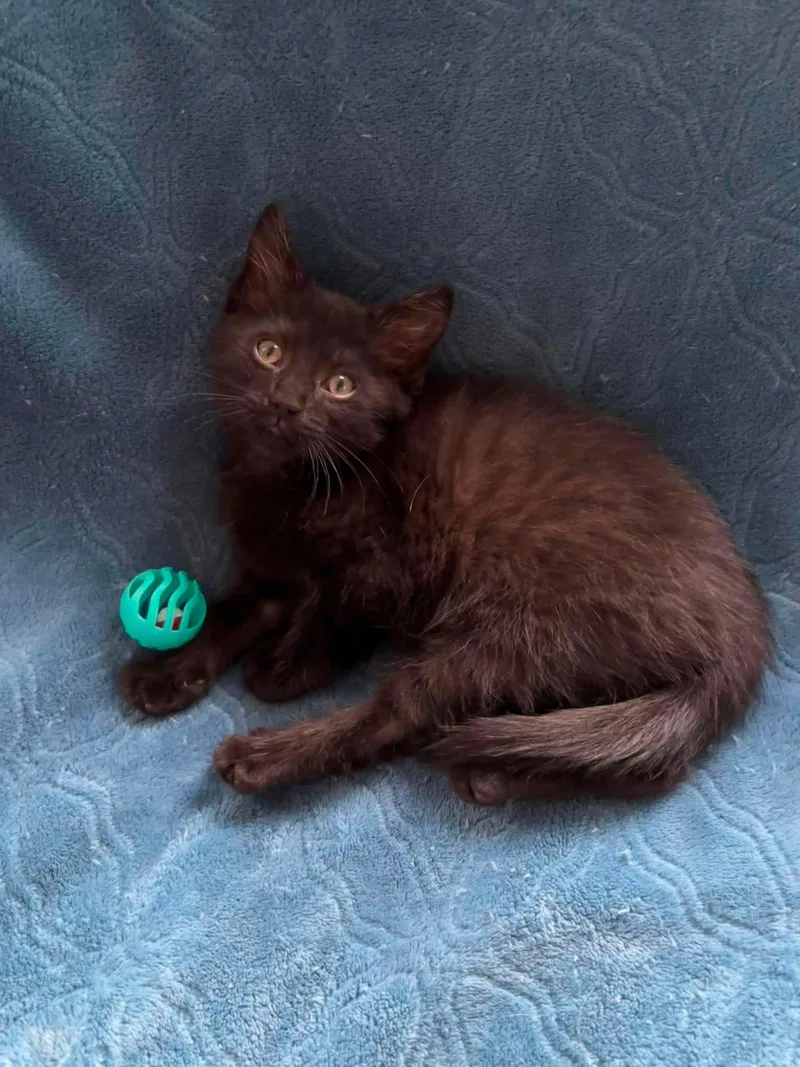 A baby small-sized male Black Domestic Short Hair cat named Leroy for adoption in Hartville, OH