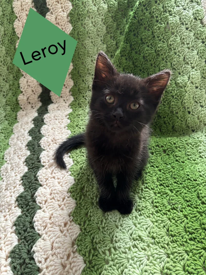 Leroy thumbnail 2