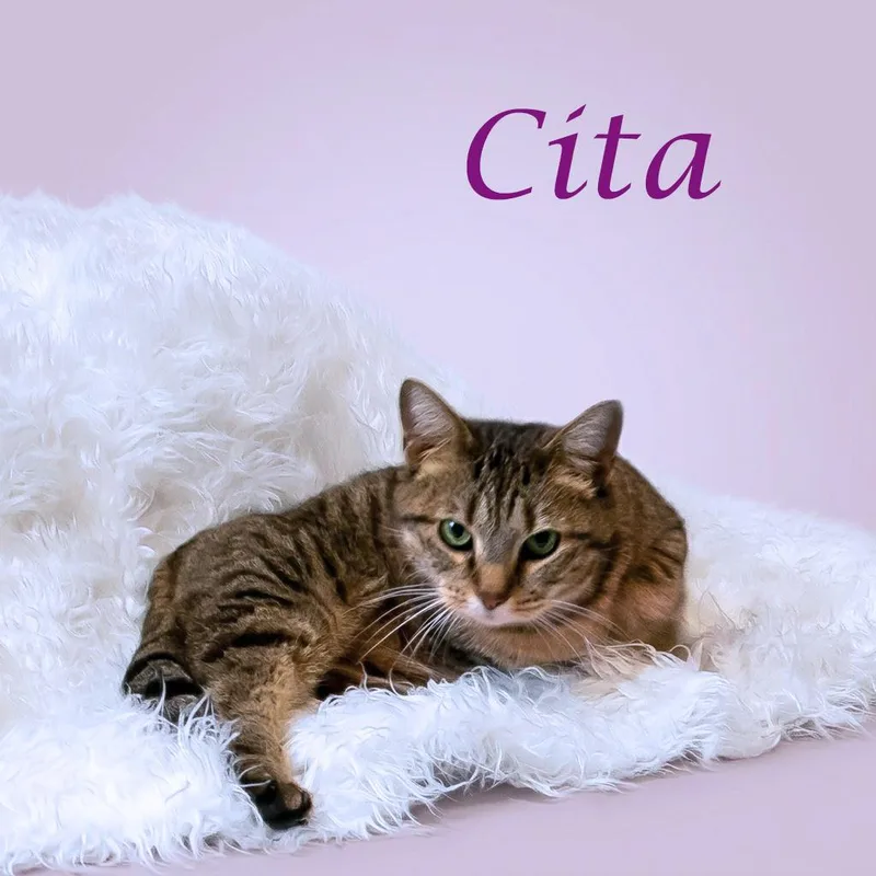 Cita C