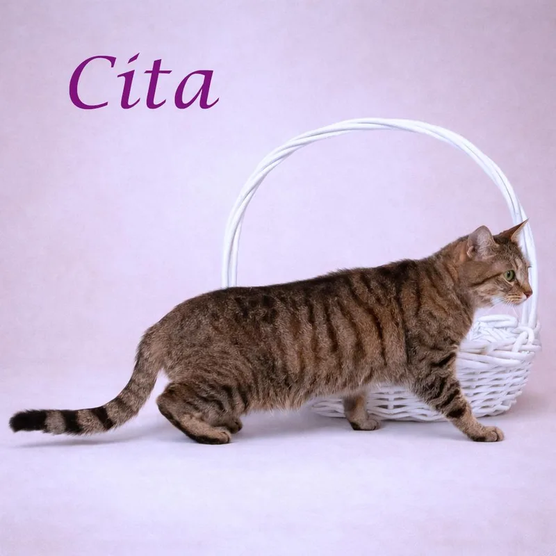 Cita C thumbnail 3