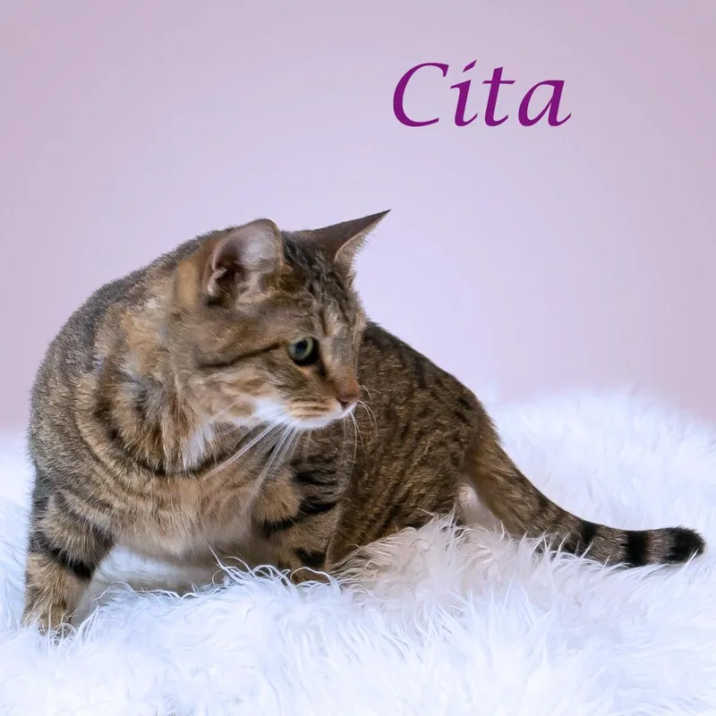 Cita C thumbnail 4
