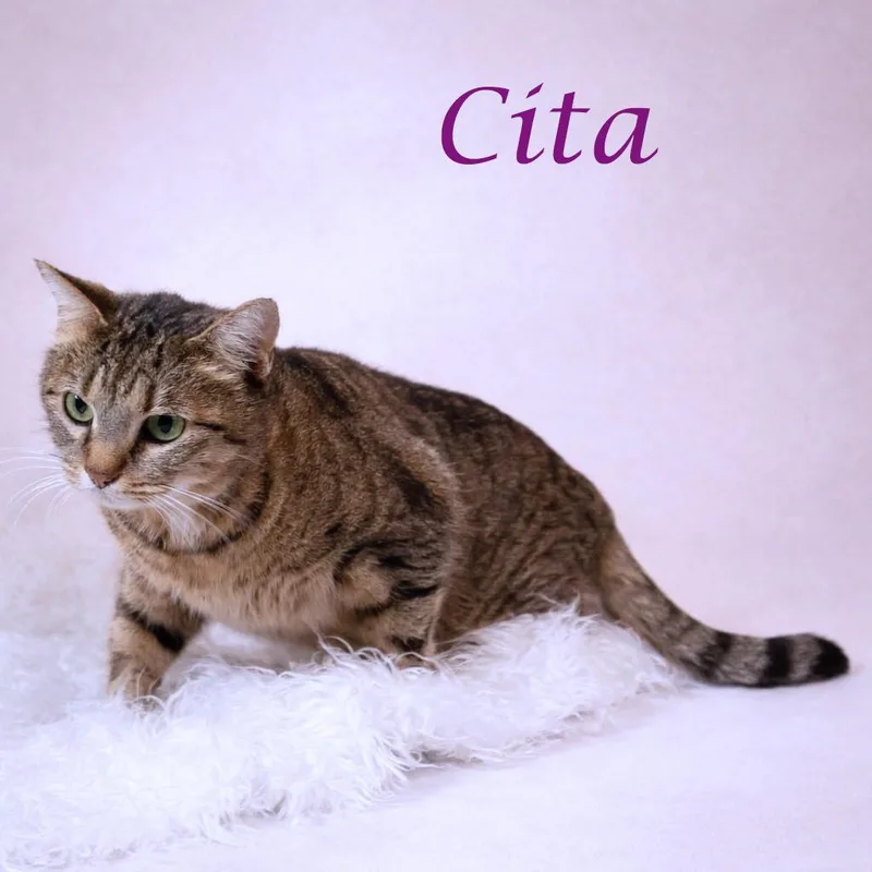 Cita C thumbnail 5