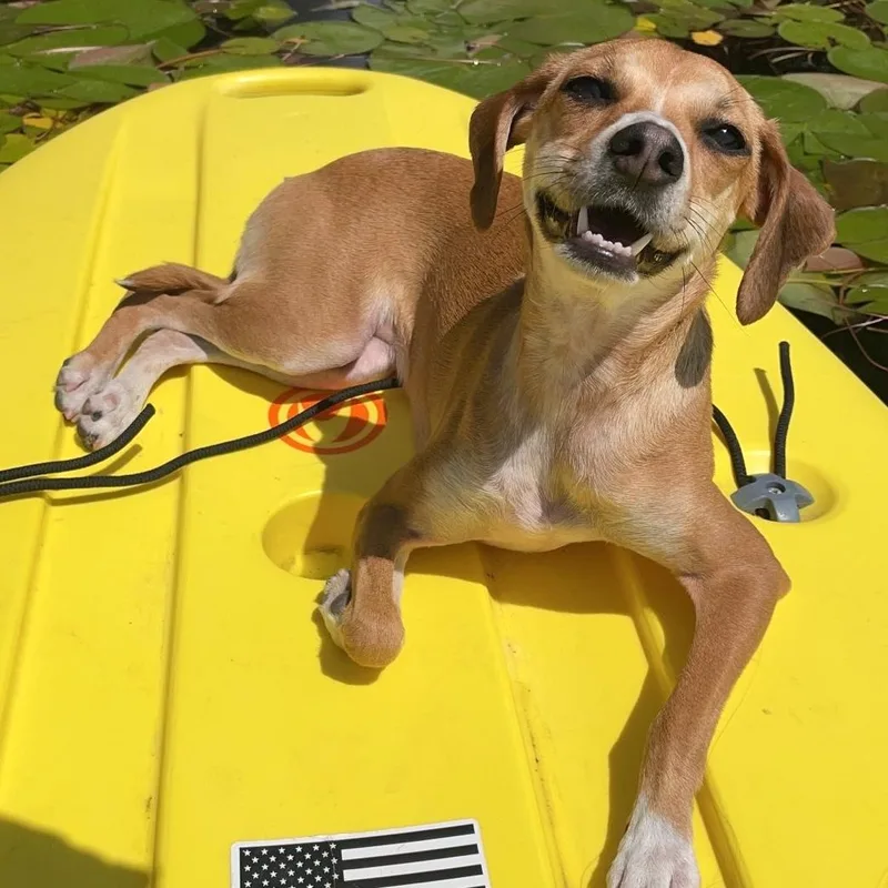 An adult small-sized female Red / Chestnut / Orange Chihuahua dog named Ruby for adoption in Brooklyn, NY