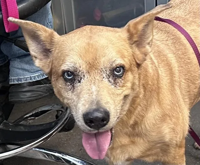 An adult medium-sized female Pit Bull Terrier dog named Sky for adoption in Tucson, AZ