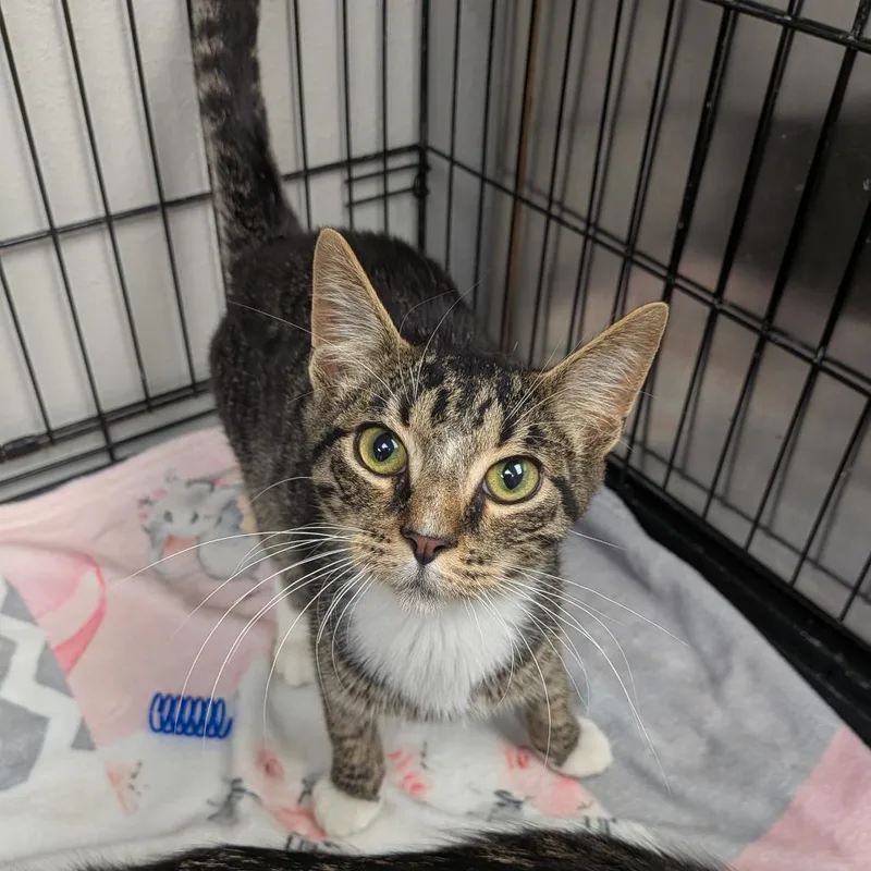A baby small-sized male Brown / Chocolate Domestic Short Hair cat named Marlboro for adoption in Hannibal, MO