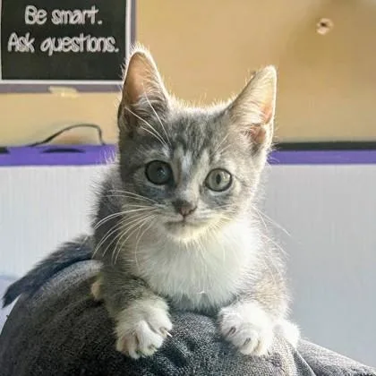 A baby small-sized female Domestic Short Hair cat named Mayzie for adoption in Wheaton, IL