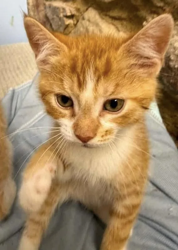 A baby medium-sized male Domestic Short Hair cat named Lester for adoption in Breinigsville, PA
