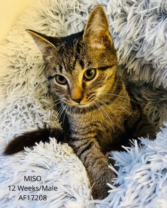 A young medium-sized male Tabby (Brown / Chocolate) Domestic Short Hair cat named Miso for adoption in Supply, NC