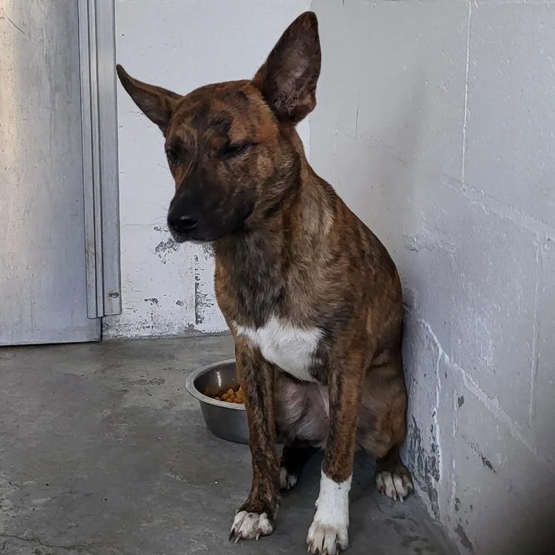 An adult medium-sized female Mixed Breed dog named Sasha for adoption in Lake Panasoffkee, FL