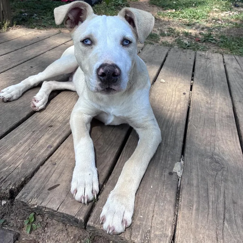 A young medium-sized male White / Cream Catahoula Leopard Dog dog named Blue for adoption in Sequatchie, TN
