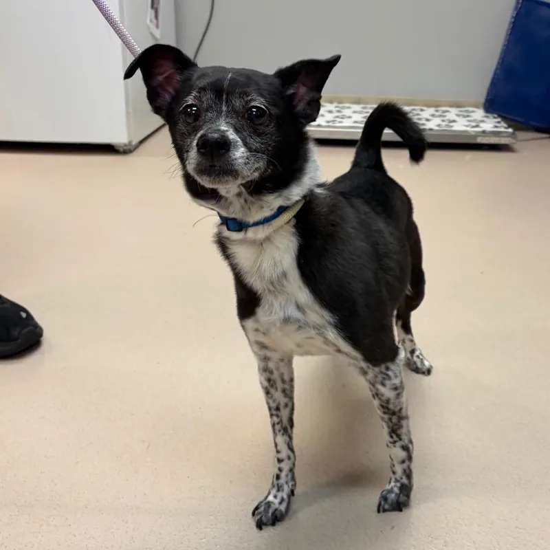 An adult small-sized male White / Cream Mixed Breed dog named Blitz for adoption in Vineland, NJ
