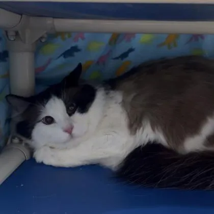 An adult medium-sized male Domestic Medium Hair cat named Honey Bun for adoption in Janesville, WI
