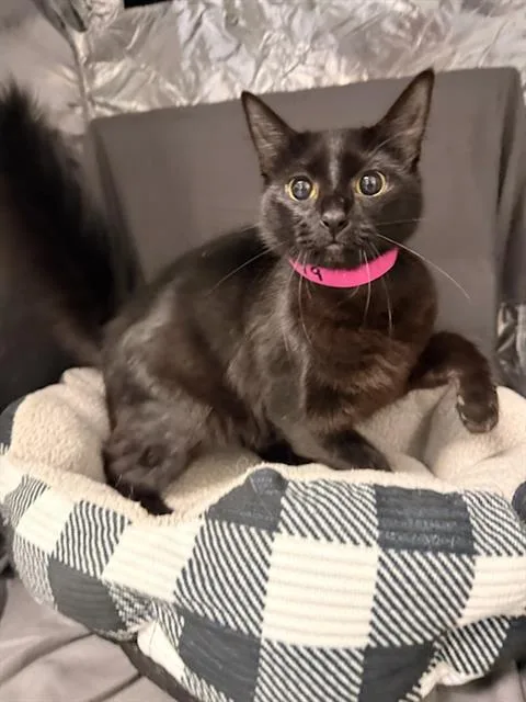 An adult medium-sized female Domestic Short Hair cat named Luanne for adoption in Appling, GA