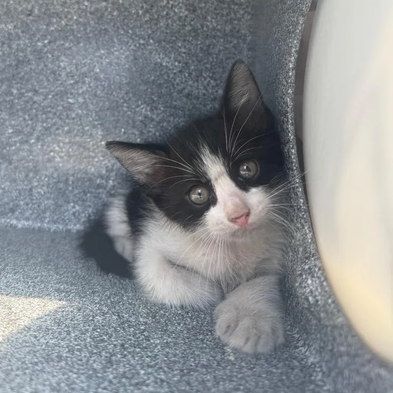A baby small-sized male White Domestic Short Hair cat named Oreo for adoption in Galveston, TX