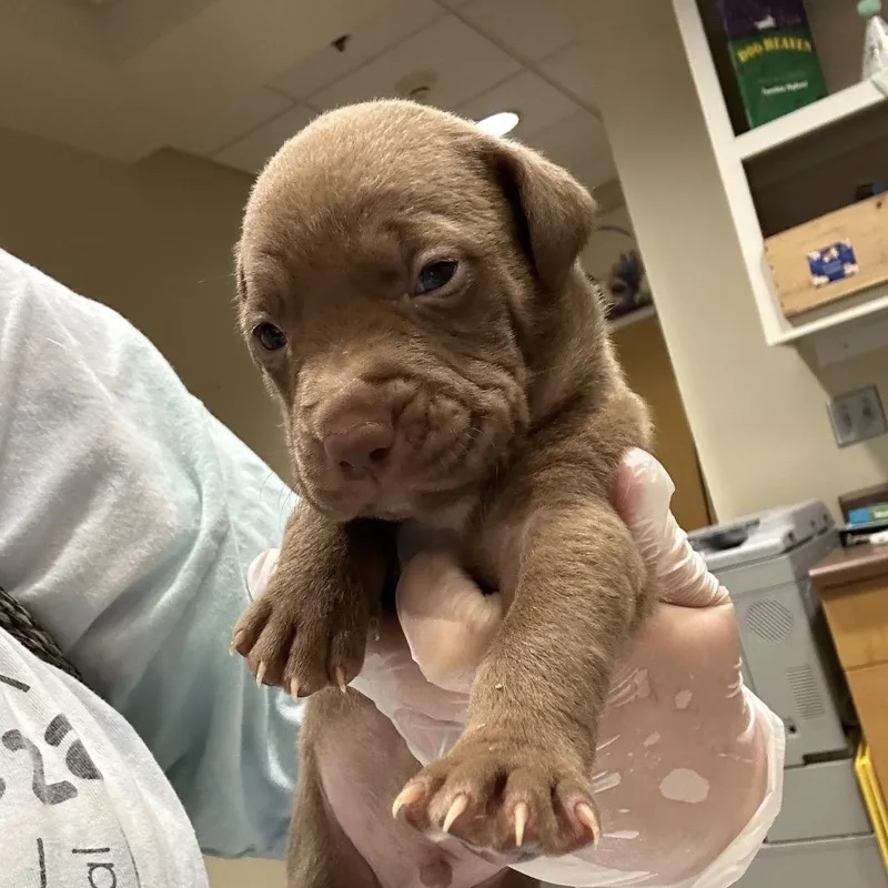 A baby small-sized male Brown / Chocolate Mixed Breed dog named Lindor for adoption in Chattanooga, TN