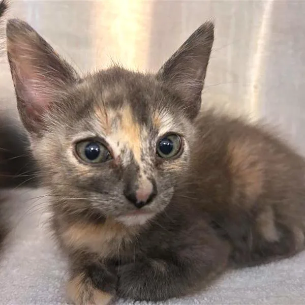 A baby small-sized female Domestic Short Hair cat named Betty for adoption in Woodinville, WA