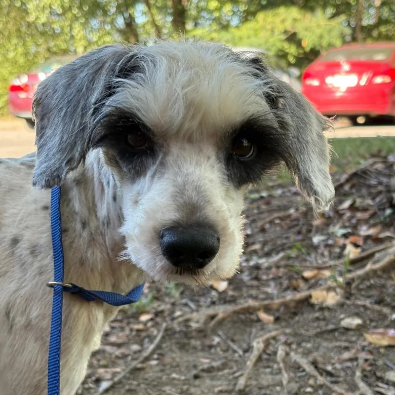 An adult small-sized male Schnauzer dog named Homer for adoption in Birmingham, AL