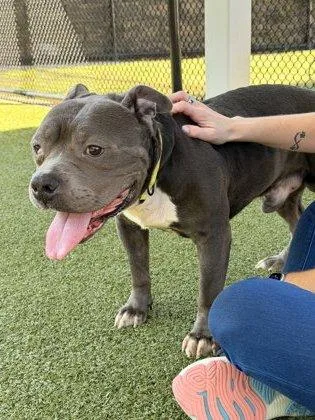 An adult large-sized male American Staffordshire Terrier dog named Freddie for adoption in Daphne, AL
