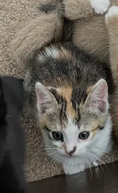 A baby small-sized female Domestic Short Hair cat named Denim for adoption in La Jolla, CA