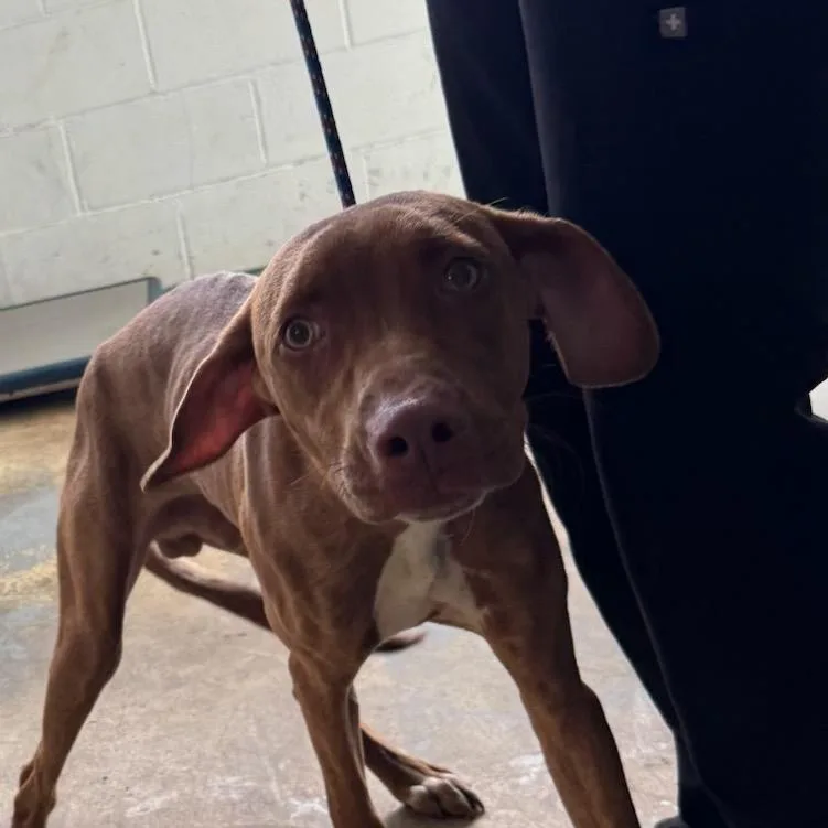 A young medium-sized male Brown / Chocolate Mixed Breed dog named Dobby for adoption in Volcano, HI
