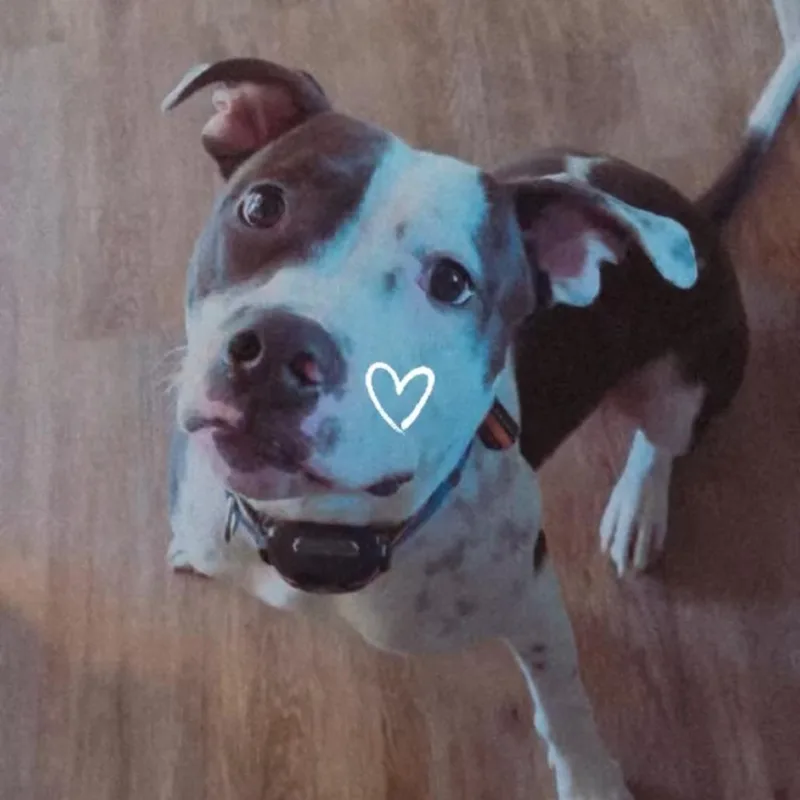 A young medium-sized male White / Cream Mixed Breed dog named Thor for adoption in Windsor, VA