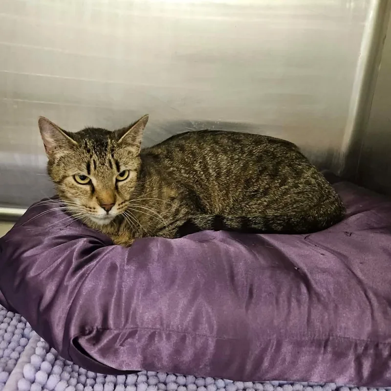 An adult medium-sized female Tabby (Brown / Chocolate) Tabby cat named Maggie for adoption in Greensburg, PA